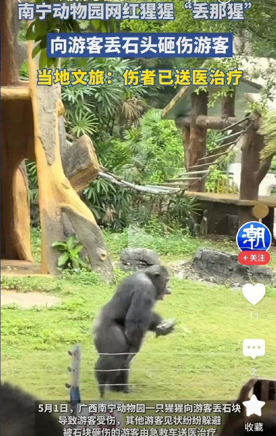 南宁动物园猩猩伤人！南宁动物园的网红猩猩“丢那猩”为什么甩石头伤人？看来它可
