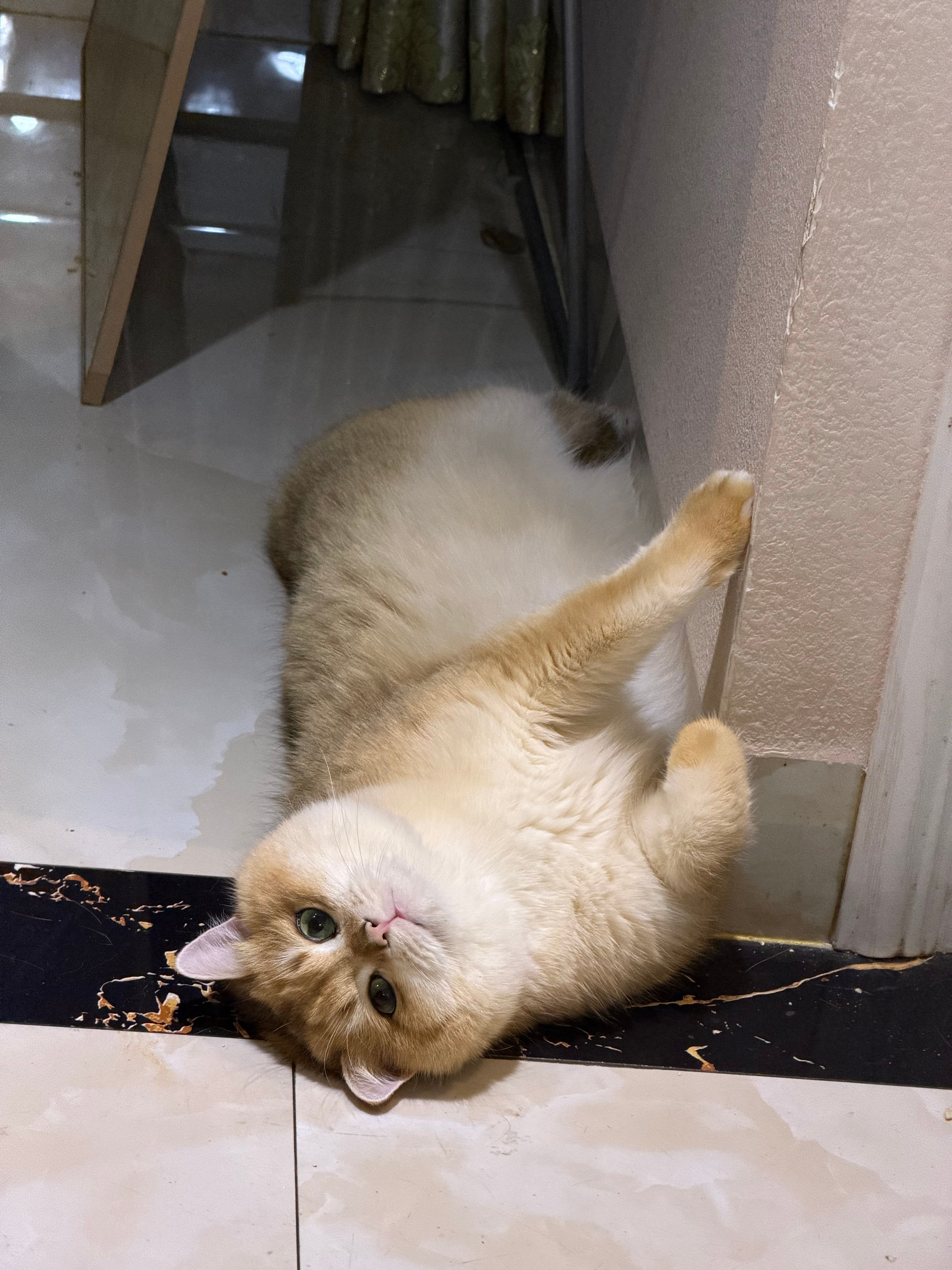 诶，我也有收藏，全装猫屎了，觉得好方便一天一丢