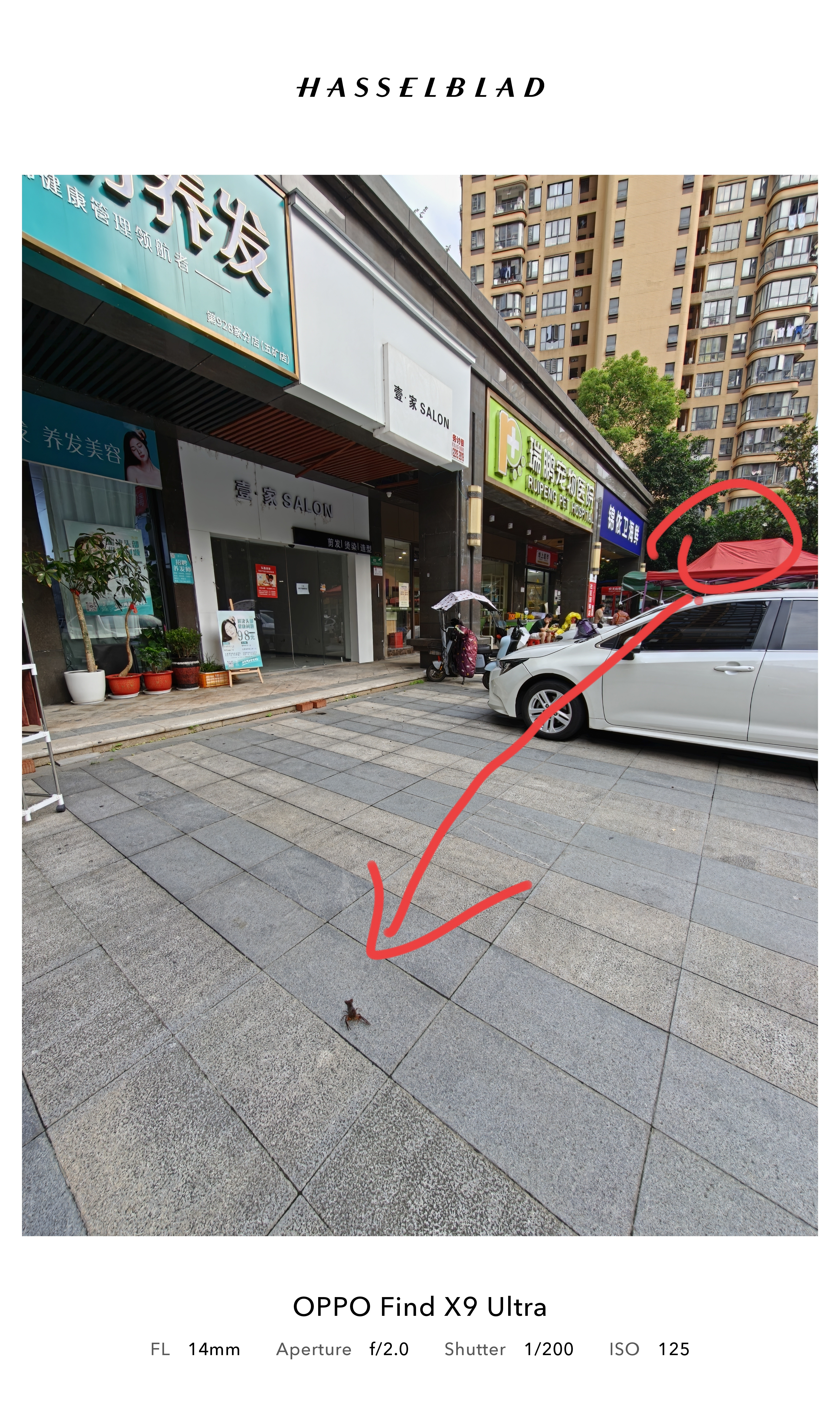小龙虾出逃，反抗精神值得学习