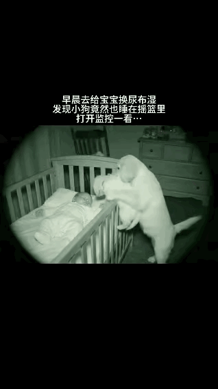 “母爱不分物种！”一女子让宝宝独自睡摇篮，早上起来给宝宝换尿不湿时，却意外发现家