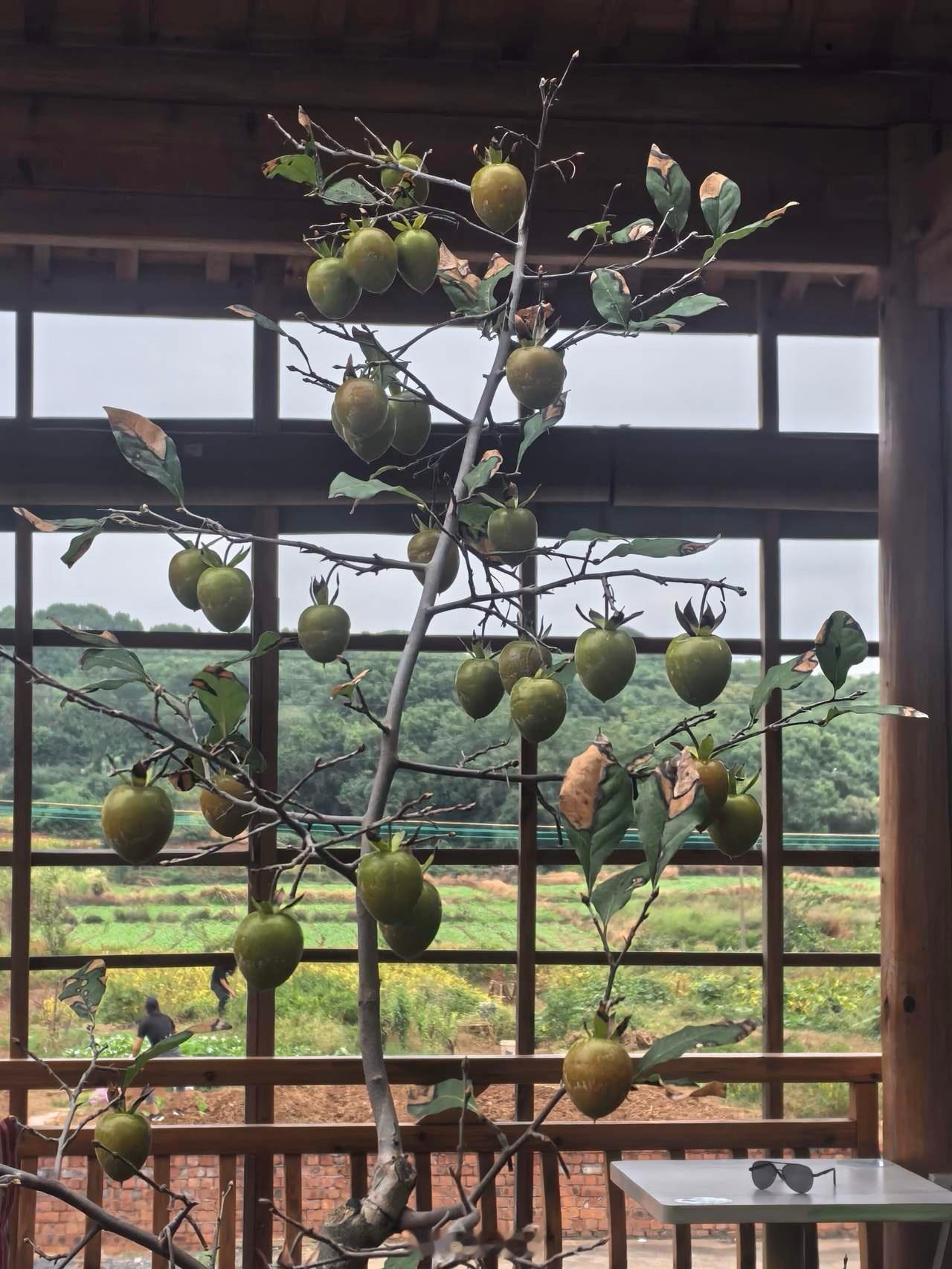 稀土永磁看好的五家公司第一家:中国铝业。铝业巨无霸,稀土“影子股