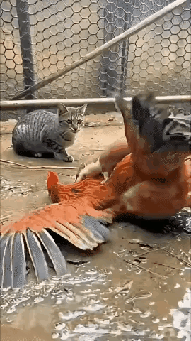 黄鼠狼最爱偷鸡，这是人尽皆知的事。而猫恰好是黄鼠狼的天敌，猫见到黄鼠狼就像见到仇