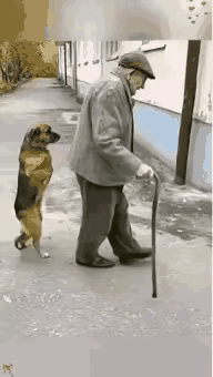 这些毛孩子既聪明又可爱，又非常的搞笑，我相信这都是一些真实发生的画面，这些绝对不