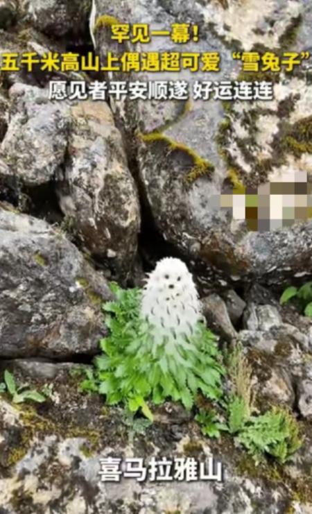 “火到央视了！”西藏喜马拉雅山，一男子爬到海拔5000米偶遇“雪兔子”。高山