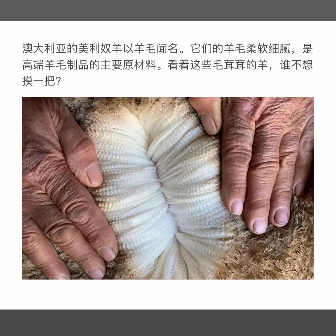 感受澳洲美利奴羊毛的柔软细腻，谁不想摸一把？🐑💕