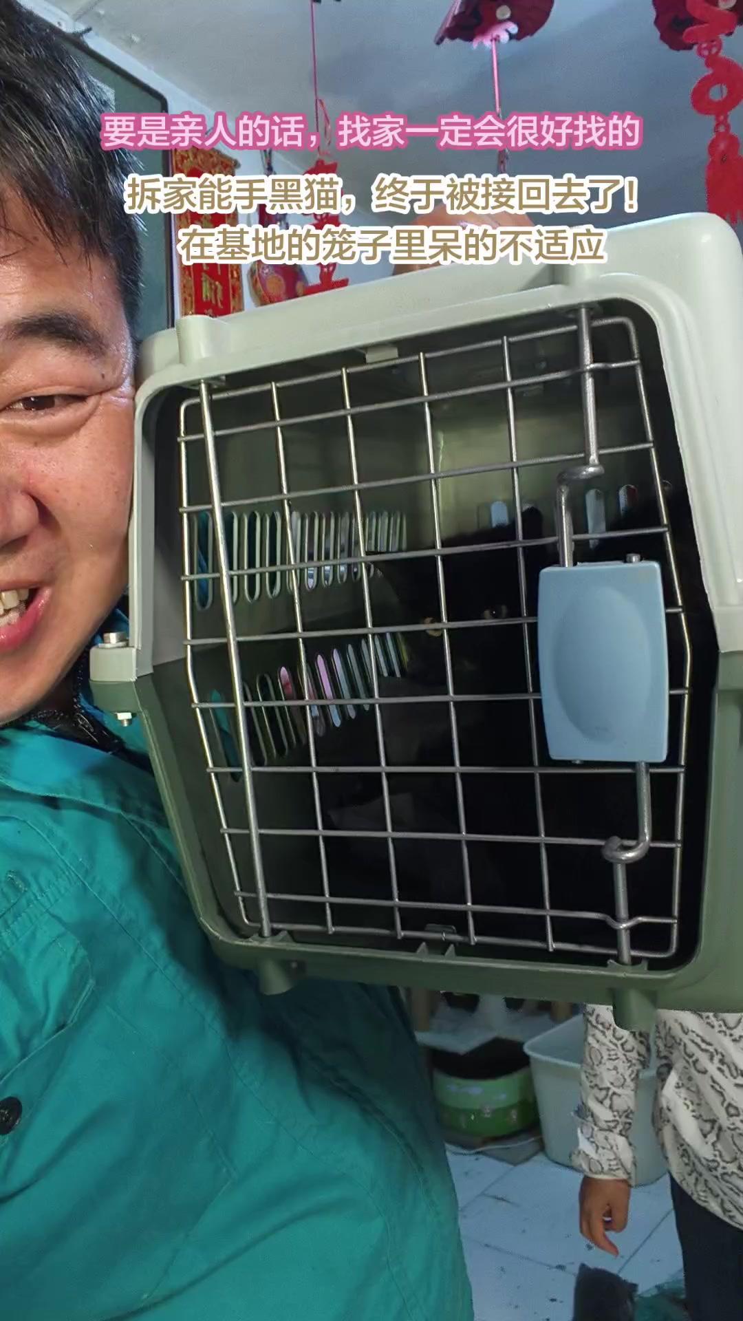 接回家的流浪黑猫有多野？🐱宠物救助流浪动物救助关注流浪动物接它回家那天，小