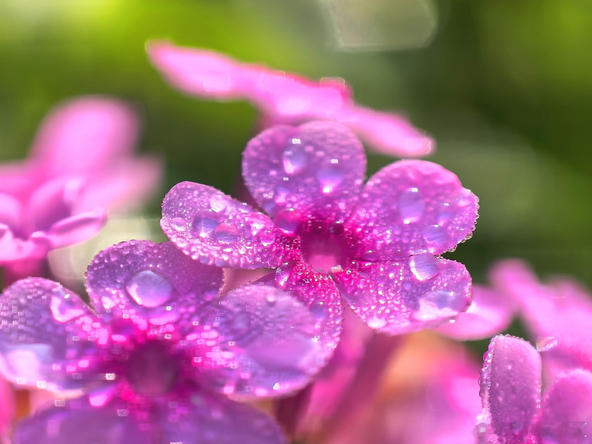 酷暑里的温柔，是路边花花给的～寻美河南