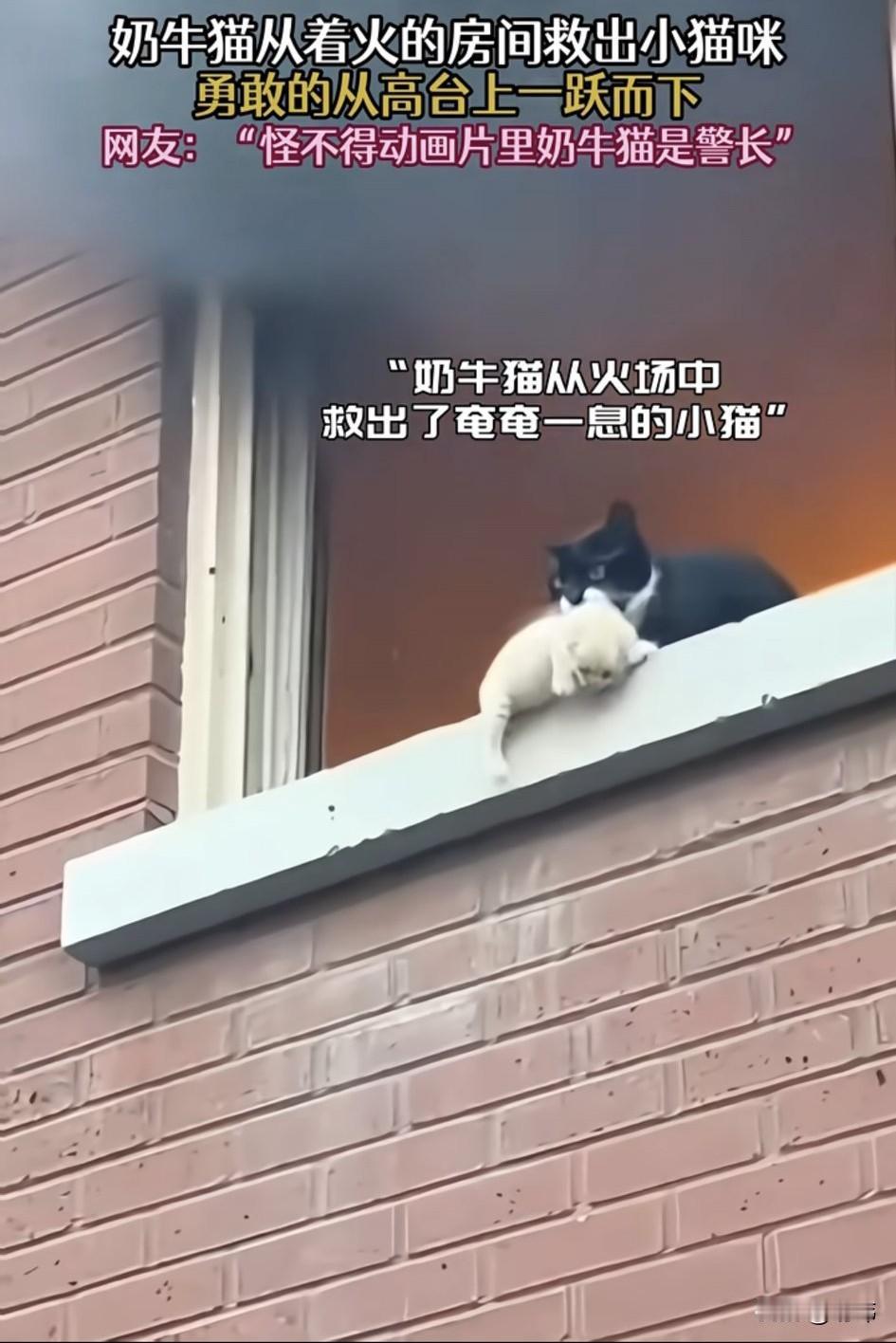 一位阿姨养了一只牛奶猫，平时就非常听话，她也很喜欢它，后来牛奶猫还生了一只小猫，