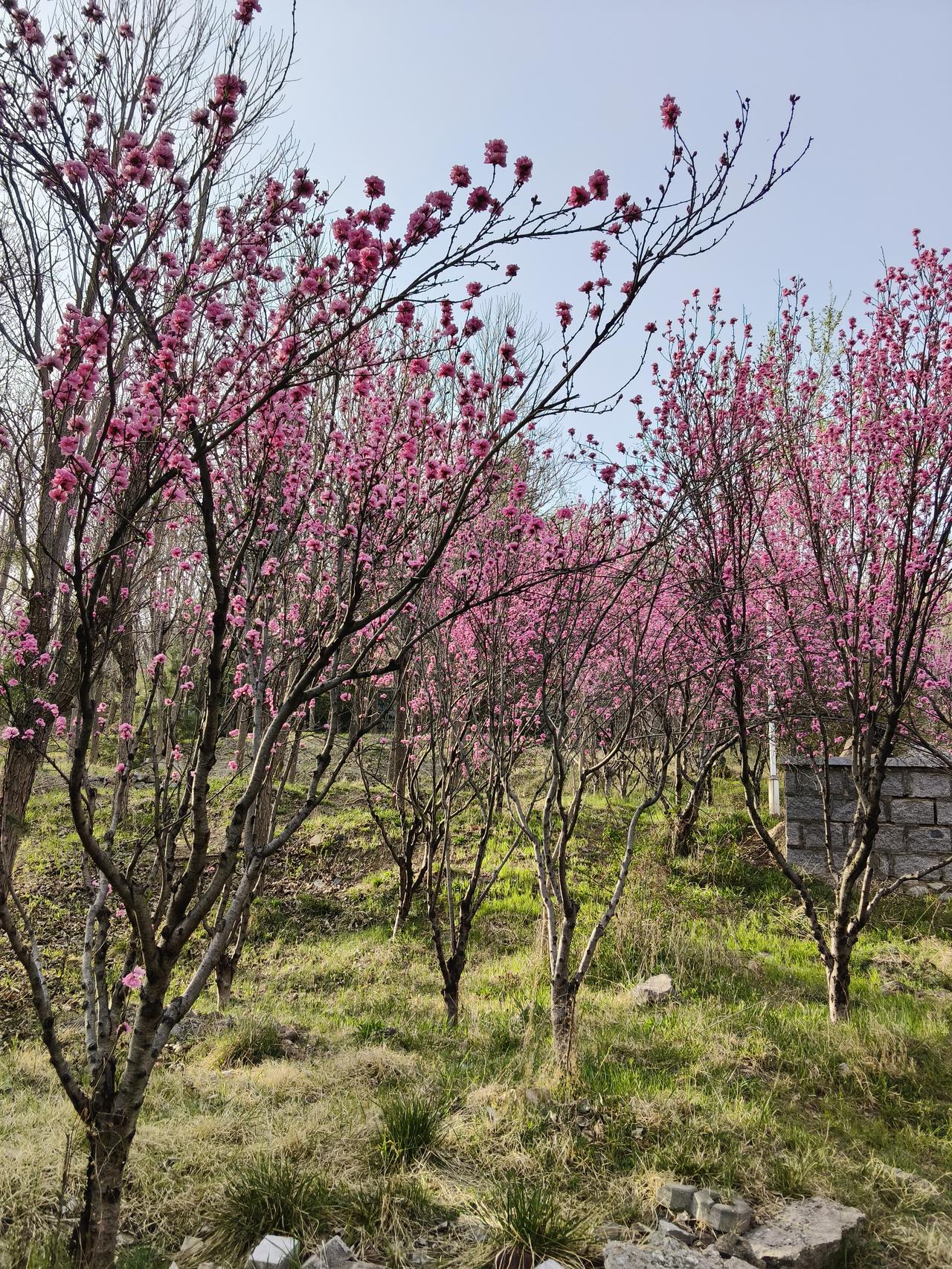 祖宗为什么不保佑他们？我生活在胶东沿海的小城，由于气候原因，清明节上坟时严禁