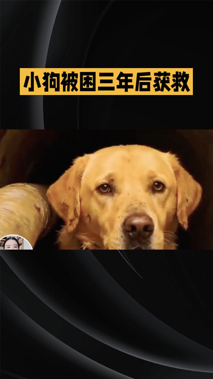 三年黑暗深渊，它是如何重见光明的？近日，烟台一只小狗历经重重困难，终于从废弃井中