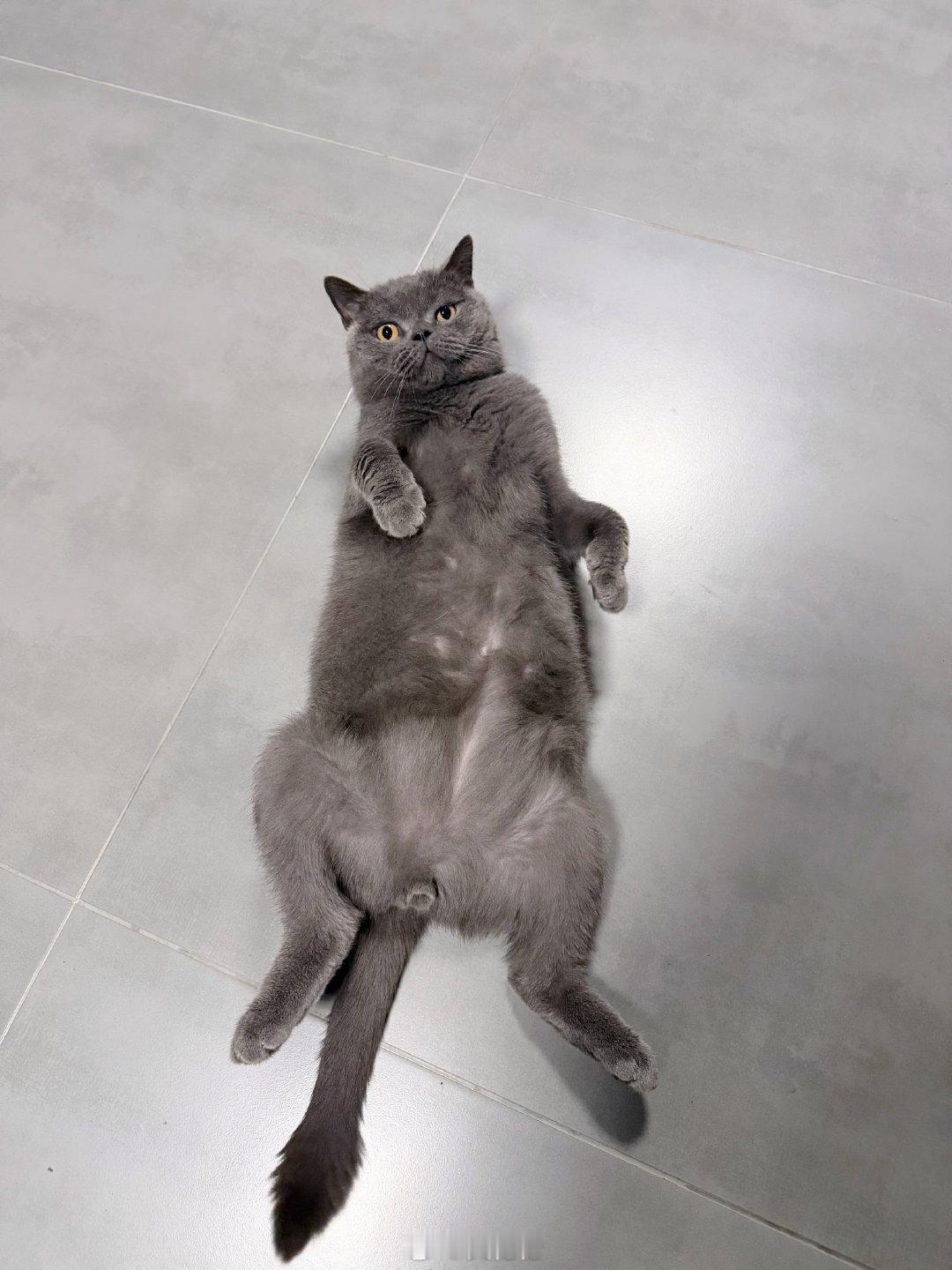 这猫越来越不对劲[吃瓜]​​​