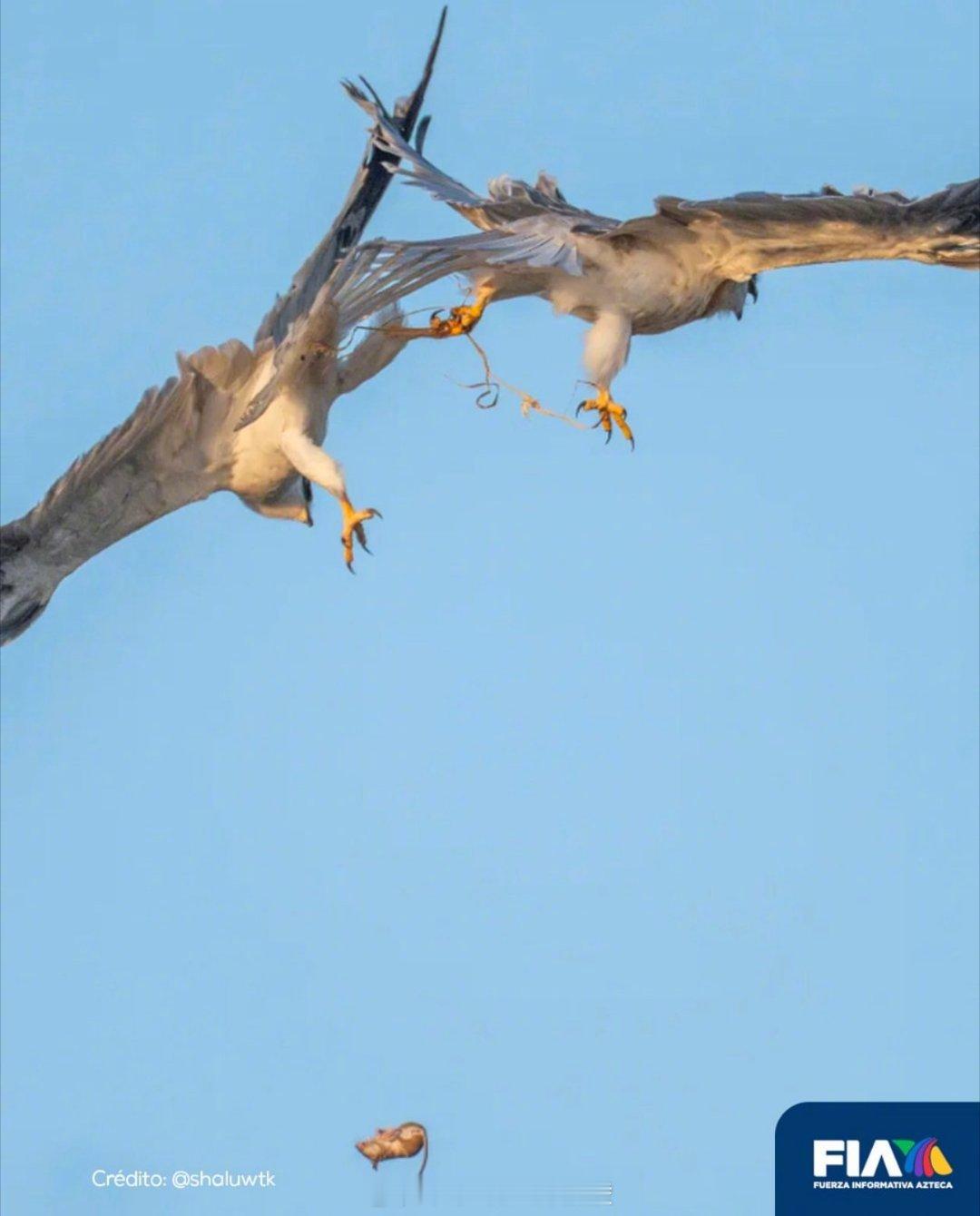 野生动物摄影师夏罗捕捉到的那一组照片，实在是太令人震惊了。被捕食者捕捉的瞬间，小