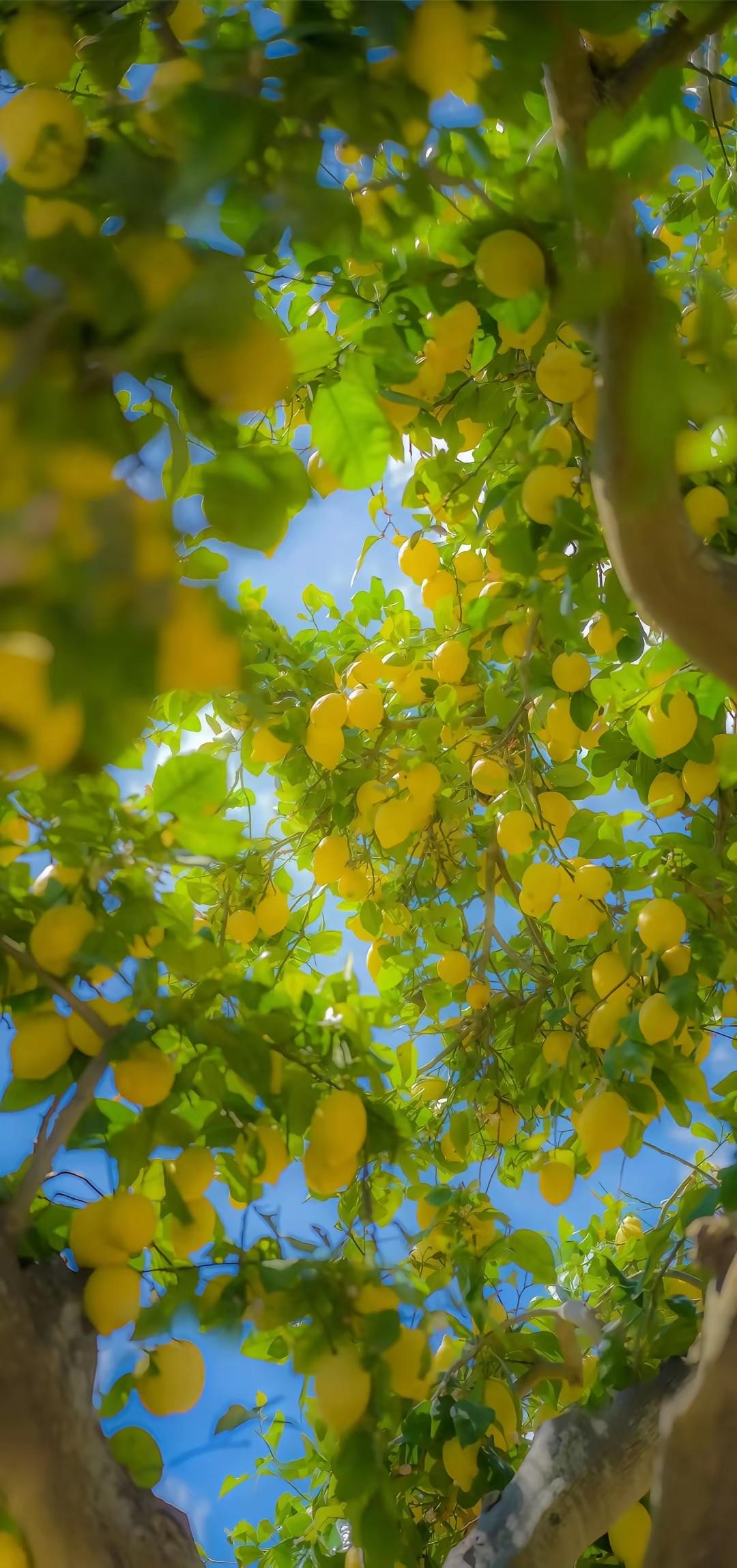 手机壁纸～从人间烟火到自然诗意，从沉静力量到精致温柔，每一幅画面都是生活写给我们