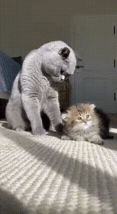 天呐，这画面光看文字都气得牙痒痒！那小奶猫缩成一团呜咽的样子，真的瞬间戳中软处，