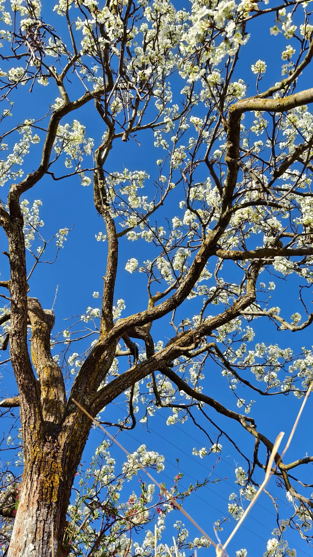 3月川西春日天花板！梨花藏寨封神