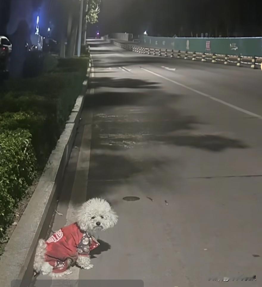 小泰迪惨遭主人抛弃，夜晚在路灯下默默流泪，目光呆滞，神情萎靡，宛如一个无依无靠的