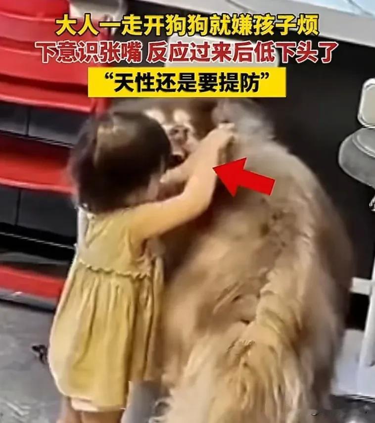 监控视频里的画面，令人心惊：大人刚转身离开，狗就下意识地咬向孩子，咬完之后愣住了