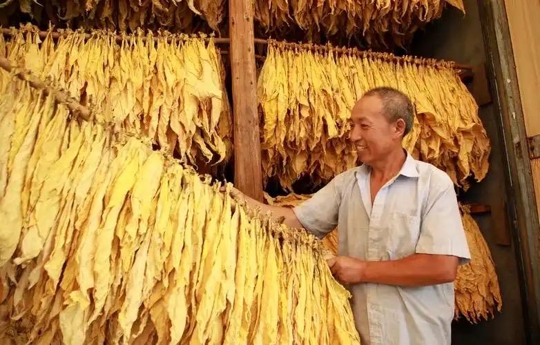 《浅谈香烟这种“又恨又爱”的东西》看到很多专家说吸烟致癌等等，说的也怪吓人，但