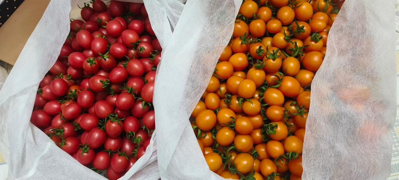 这两箱小番茄，装的何止是特产，更是父母沉甸甸的爱。这份爱没有华丽的包装，却比任何
