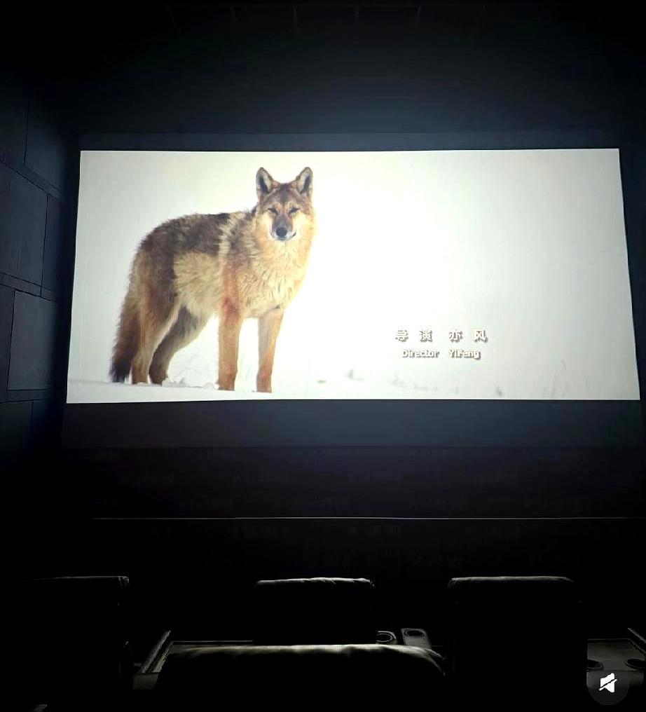 狼王叼着一条褪色的红布条，在山坡上等了她三年。你听过最离谱的牺牲是什么？一个