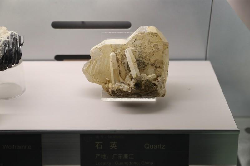 中国在西藏又有了大发现！据香港《南华早报》报道，咱们在西藏找到了大量的淡色花