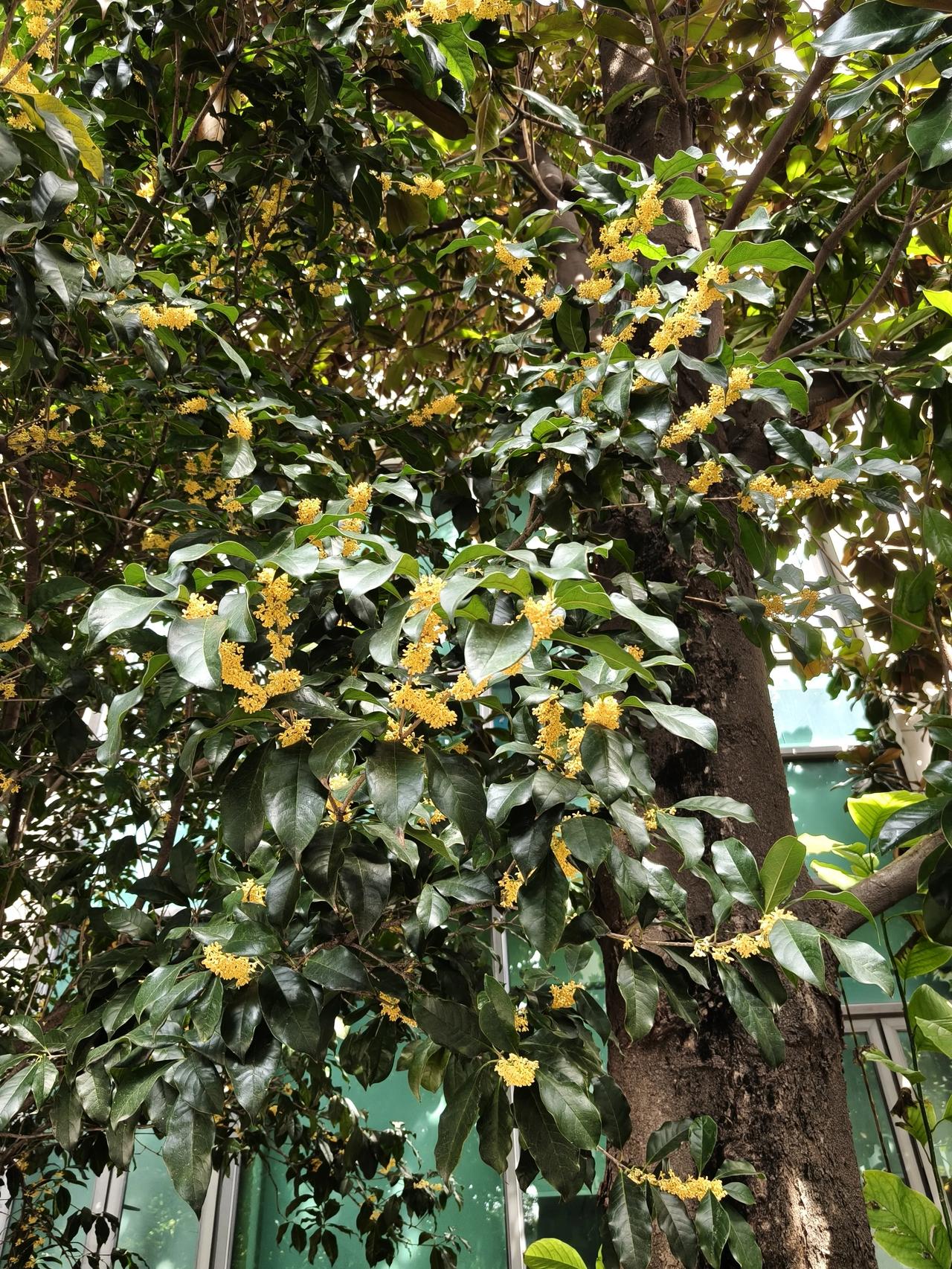 秋日随手拍实景图分享！继续分享桂花～留着美好瞬间～[呲牙笑]