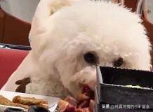 2025年12月22日，安徽合肥“李宝顺·朝鲜族自助烤肉”瑶海天地店发生宠物狗上