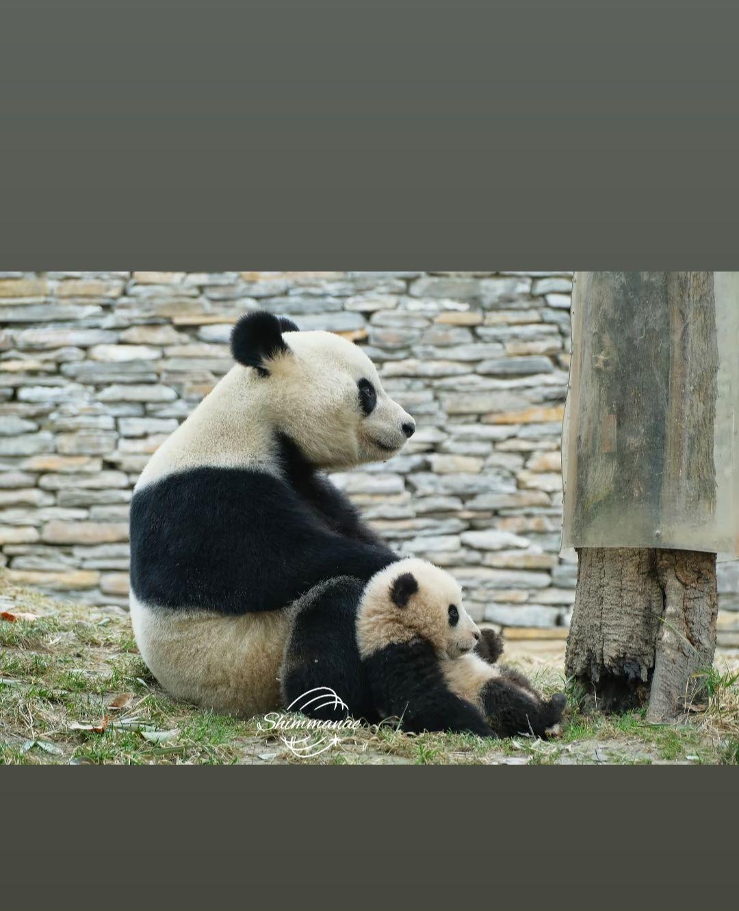 我是从25届星星产房的熊猫崽崽们入坑的，慢慢的了解到了更多的崽崽，家美大崽是第一