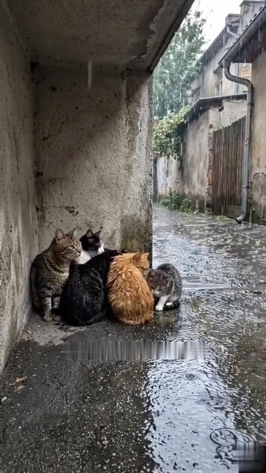 这3只流浪猫实在太可怜了，由于无家可归，所以一旦下雨，它们就被淋得全身湿透。这一