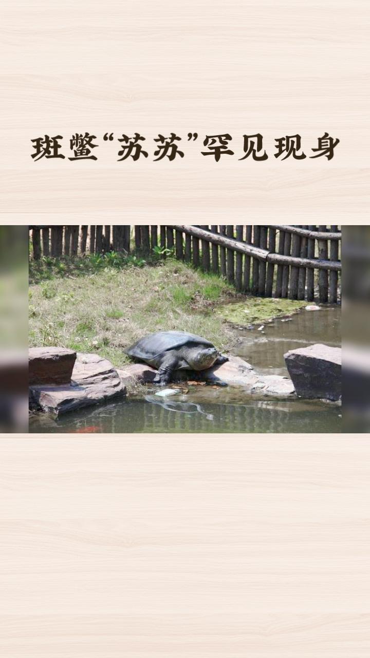 全球仅存两只的古老物种，为何在中国只剩最后一只孤独身影？近日，苏州上方山森林动