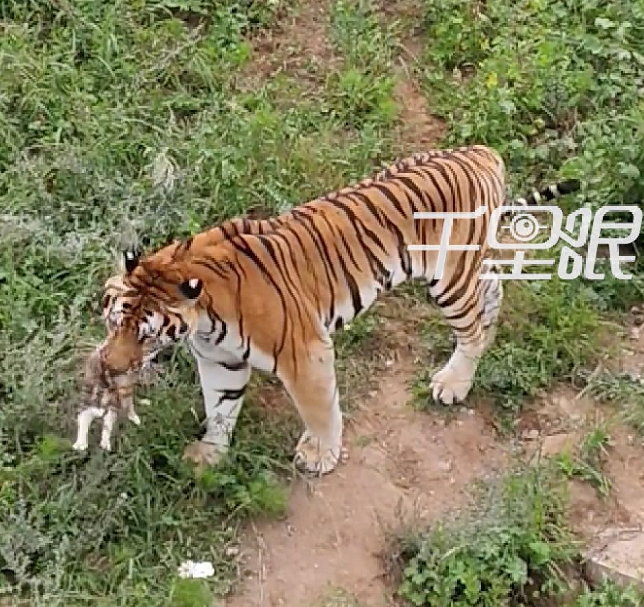 【#动物园回应小猫误入虎园被捕食#：是野猫】8月25日，青海西宁。在西宁野生动物
