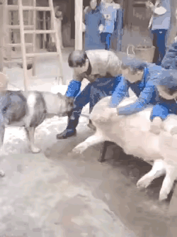 这只“哮天犬”和“二师兄”是一起长大的好伙伴，它们从小就在一起玩耍、一起吃饭、一