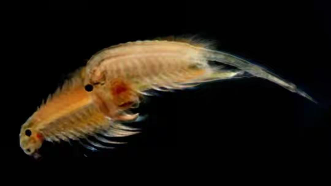 塔里木大学团队调查野猪时，在塔克拉玛干沙漠边缘发现奇迹，4亿年盐水丰年虾在80%