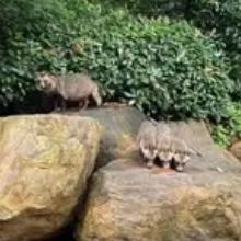 太罕见了！上海松江，有一女子在小区花园，发现只黑眼圈灰身动物女子本是下楼散