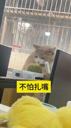 看到这个视频我直接笑出声！这只猫也太虎了，对着浑身是刺的仙人掌就下嘴啃，咬得还挺