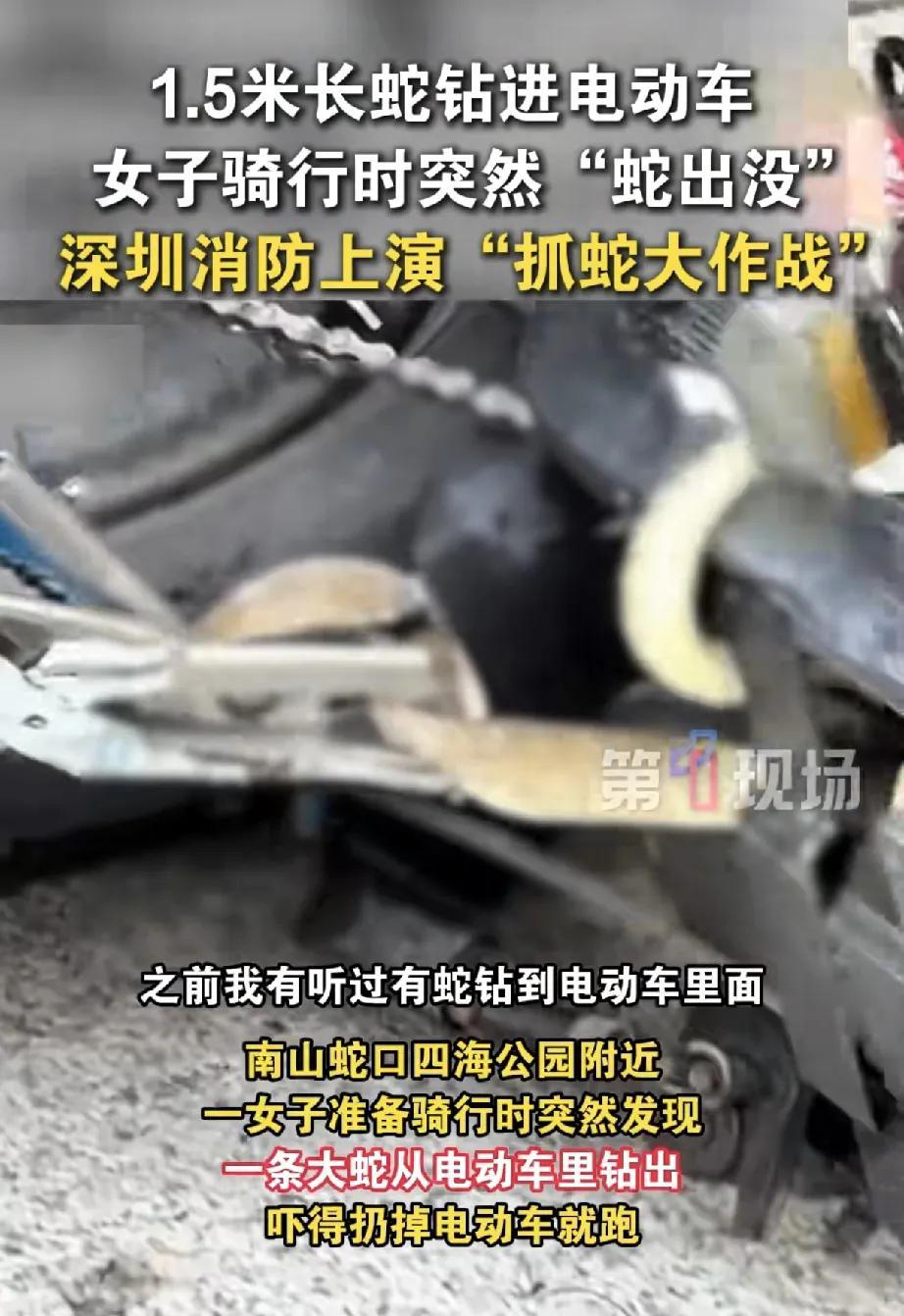 近日，深圳南山蛇口四海公园附近上演惊险一幕，一条1.5米长蛇钻进电动车，女子骑行