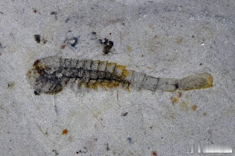 揭开大灭绝后生命复苏之谜：中国采石场发现近百种全新物种化石海外新鲜事中国科学家