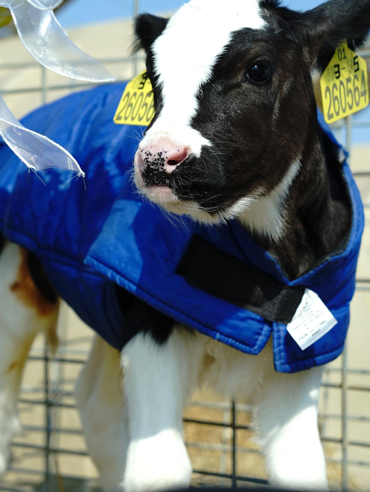 用AI养牛，是讲故事还是真材实料？了解完才发现这其实对我们消费者来说是一件好事！