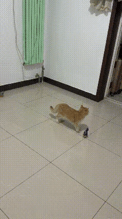 家人们快看呐！这只猫咪简直成精啦！😂主人刚给它买了个新不倒翁，这金渐层宝