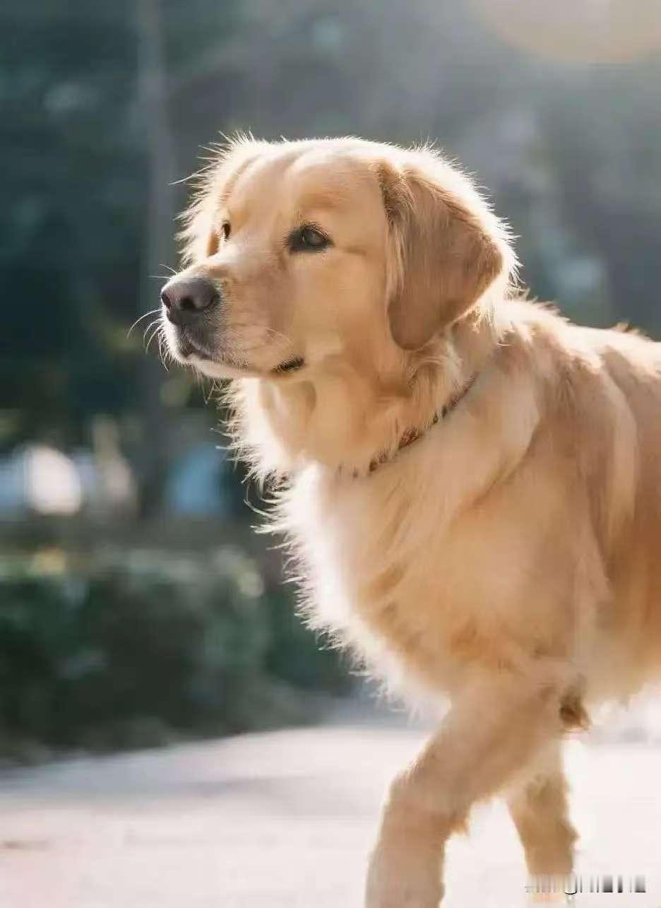 戌狗，1月22号沉住气！有人要对你“耍横”了，是你福气戌狗1月22日：那阵“横风