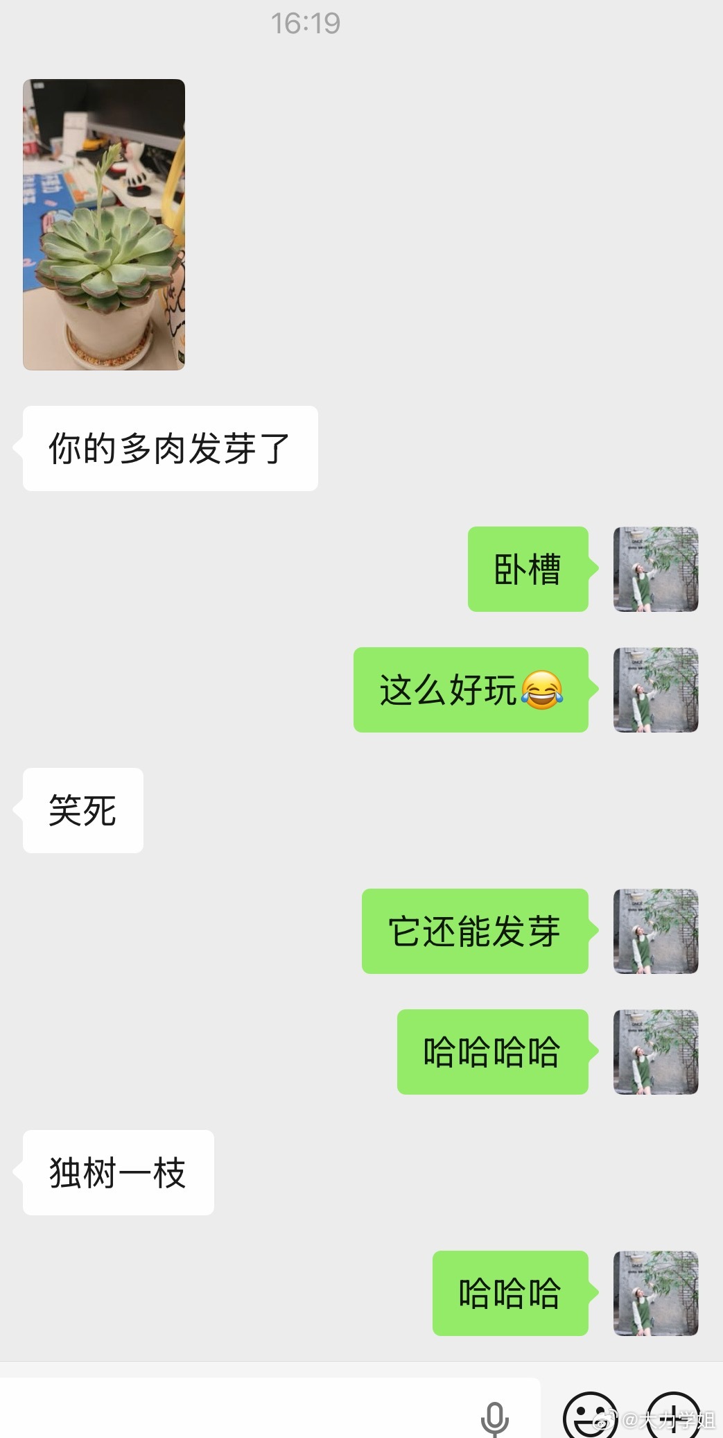 第一次见多肉发芽莫名的搞笑又有点感动不禁感慨…小小的绿植却拥有如此向上生长的顽强