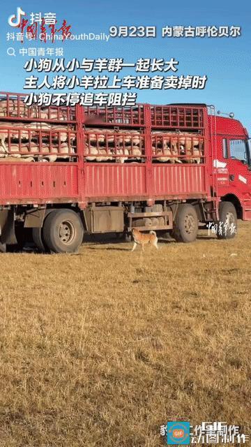 破防了。内蒙古，一只小狗从小与羊群一起长大，感情十分深厚，哪料，这天，长大了的羊