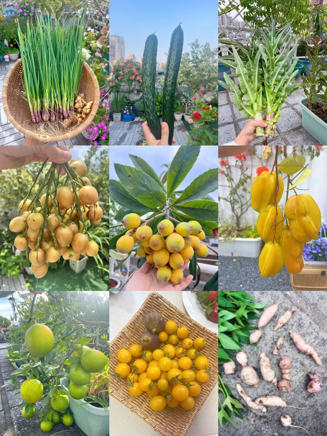 2025！我在花园种的菜🥬🍅🥒