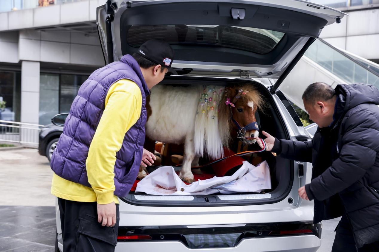 上海街头惊现一辆载着棕色小马驹行驶的汽车，引发市民拍摄热议。原来，这是一位00后