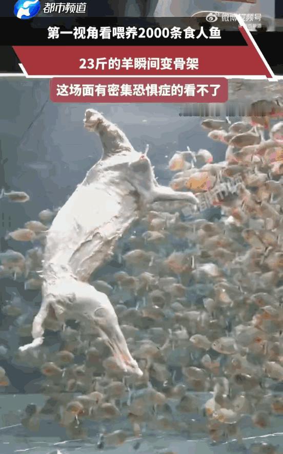 广东，一名博主为博取流量，将23斤重羊的躯体捆绑后，投入饲养有约2000