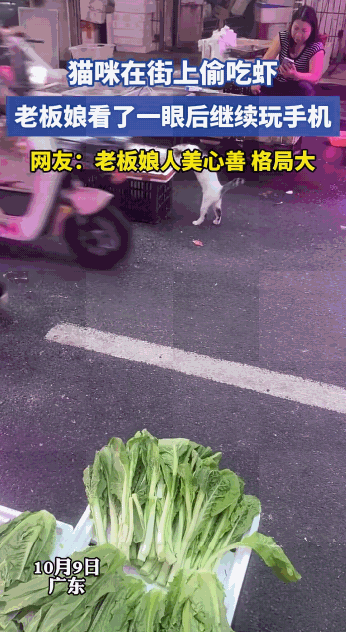 “这样的老板娘不发财都难！”广东一名老板娘正在自家海鲜店门口看手机，突然一只猫咪