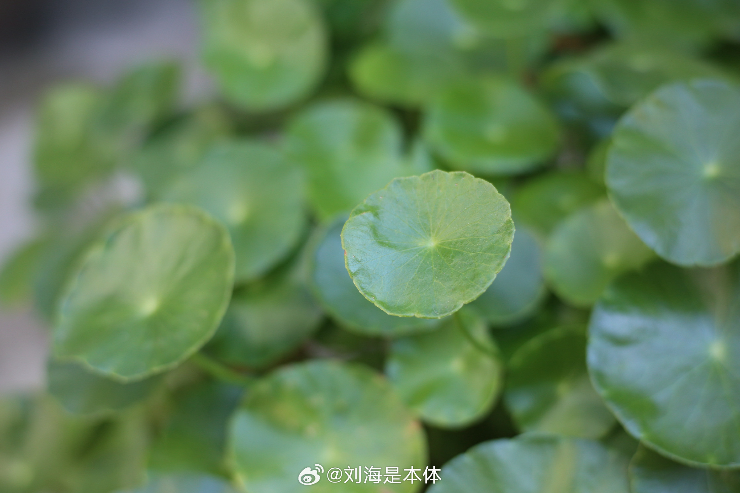 努力磨合新镜头我真的对不好这个焦了家里没人给我拍我就拍我奶的小心肝们​​​