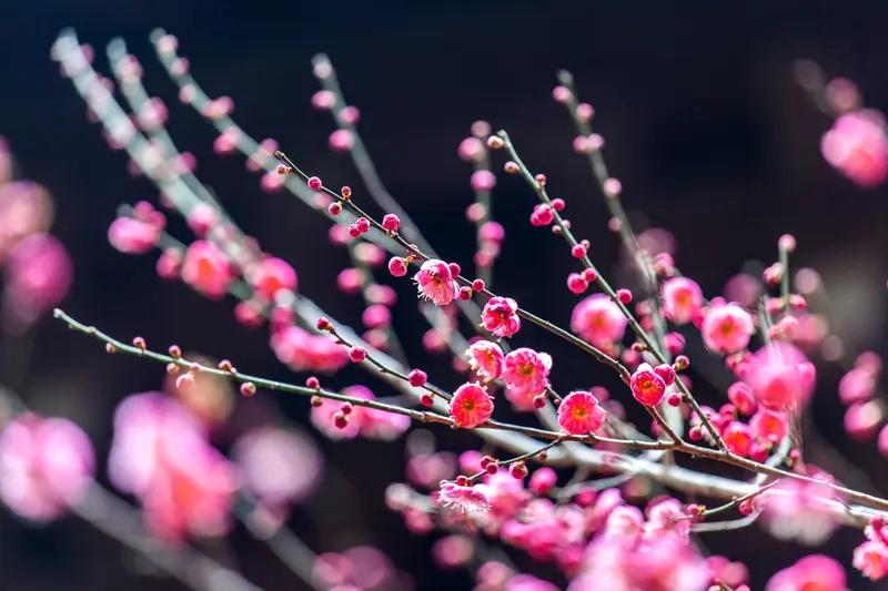 在寒冬腊月，万物皆凋零，唯有那孤傲的梅花，依旧傲然挺立，迎着凛冽寒风，绽放出淡雅