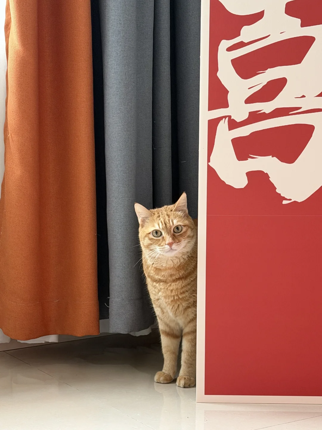 你的小猫朝你走来