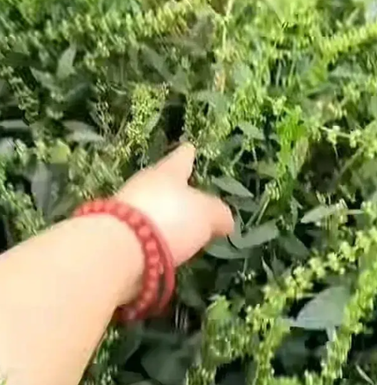 河南的一中年大姐吐槽，自己家里种了将近五亩地的麦子，现在是收割的时候，本来就是想